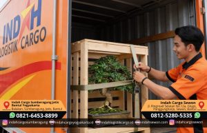 jasa kirim bonsai dan tumbuhan bantul yogyakarta